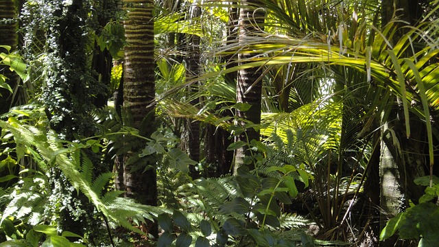 Der tropische Regenwald ein wirkliches Wunder der Natur